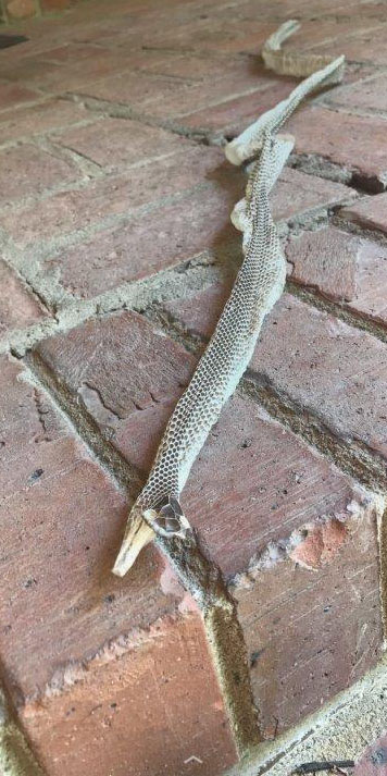 Fresno snake skin